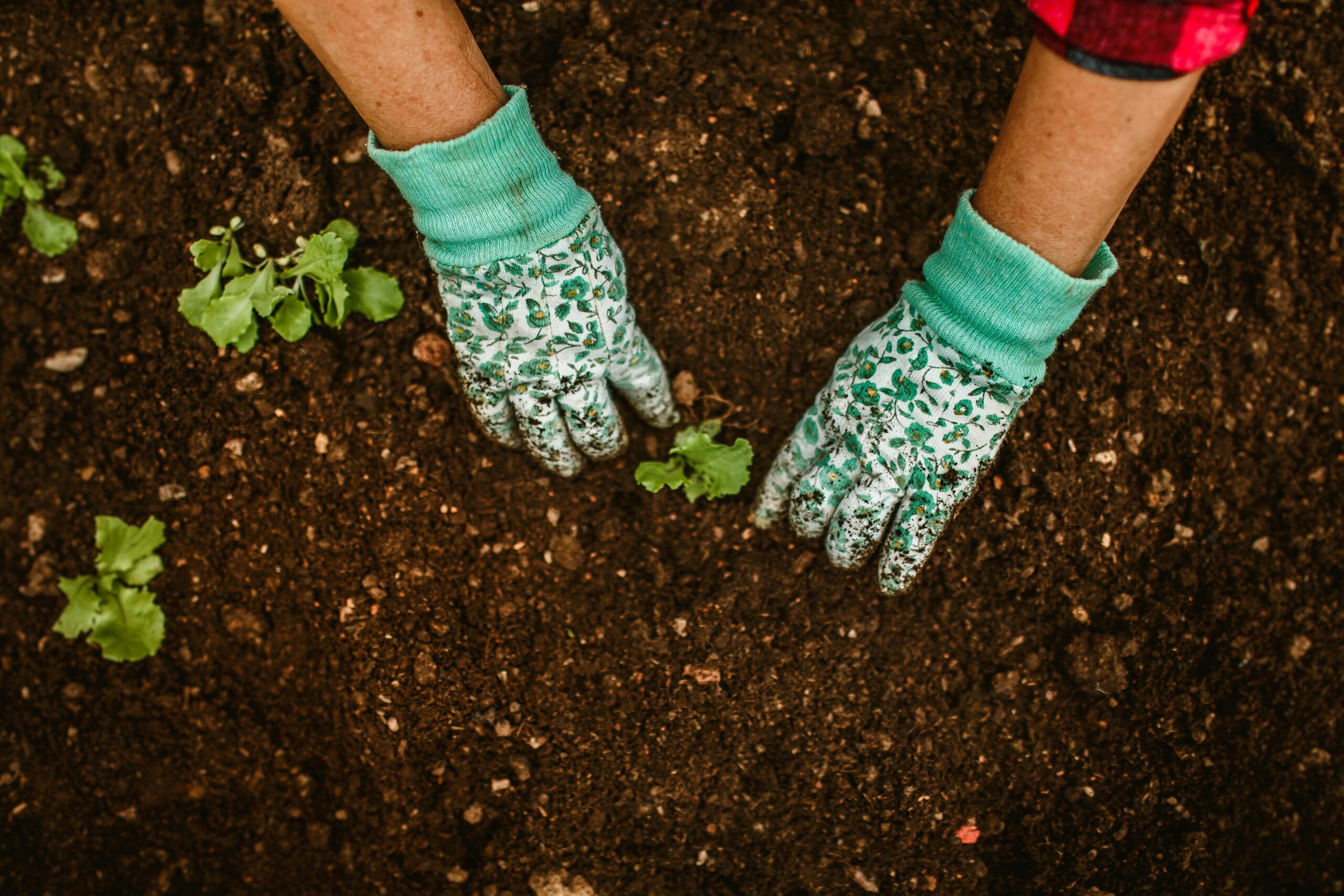 Close-up of hands in gardening gloves planting seedlings in rich soil outdoors.